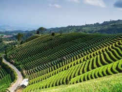 Terasering Panyaweuyan Majalengka, Unik Dihiasi Panorama Alam yang Indah Cocok untuk Nyalse Bareng Keluarga